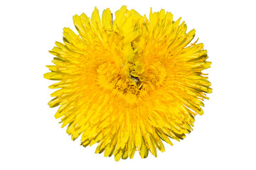 Unusual dandelion isolated. Heart flower on a white background. Rare flower.