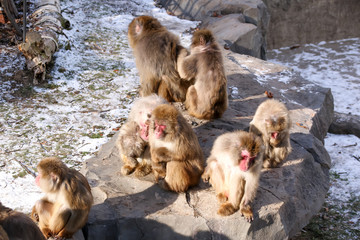 猿、日本猿、動物園、サル、動物、生き物、日本、観光地、ニホンザル、モンキー、ZOO、哺乳類、哺乳動物