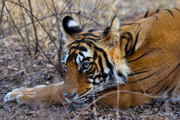 Bengal tiger in the wild