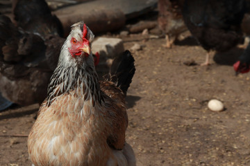 An evil chicken is looking at the camera. The chicken has lost an egg.