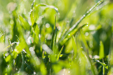 Beauty background with fresh green grass with morning dew drops and sunny bokeh. Garden, gardening backdrop. Environment concept