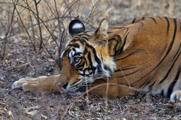 Bengal tiger in the wild