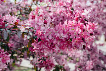 Beautiful, pink blooming Apple tree in the spring garden. Agricultural industry