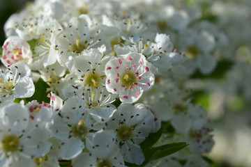 Beautiful white flowers on a hawthorn bush, also known as Crataegus monogyna