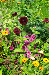 Flowerbed with garden flowers in the summer garden