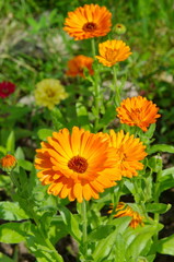 Blooming calendula (lat. Calendula officinalis) in the summer garden