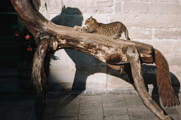 A street homeless tabby cat sits on a dry tree on the sidewalk in Lviv, Ukraine, in the rays of the setting sun and stretches, scratching its trunk with its claws.