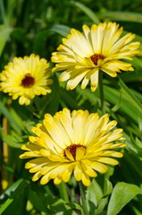 Yellow calendula (lat. Calendula officinalis) in the garden close-up