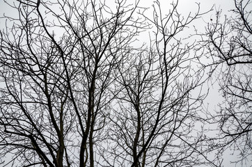 Tree branches without leaves with winter cloudy grey sky on background. Grunge background