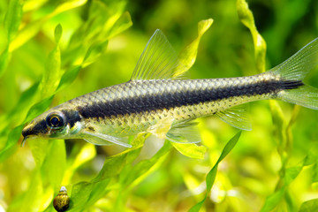 Siamese Algae Eater SAE in planted aquarium.