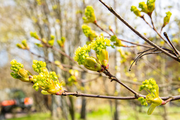 Blooming maple tree in spring, Helsinki, Finland