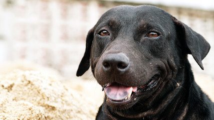 Black Thai dog on the sand pile.