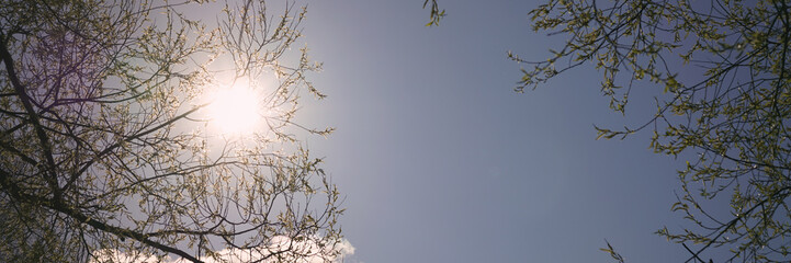clear blue sky with bright sun and tree branchs with green leaves