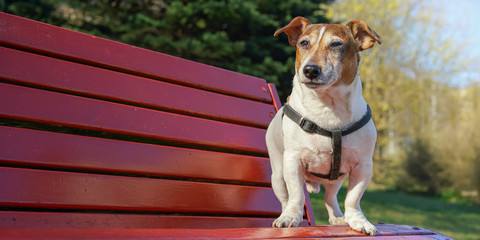Jack Russell Terrier dog sits alone on red bench in sunny weather and looks around