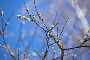 willow branches against blue sky