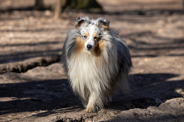 australian shepherd dog