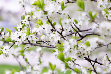 flowering fruit trees