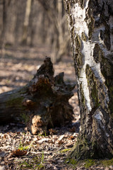 autumn tree and stump