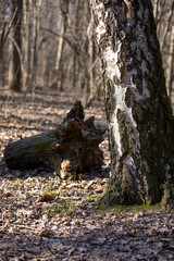 autumn in the forest