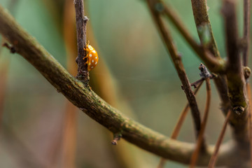 Orange ladybug creeps on stem of plant in spring, ladybird on yellow flower
