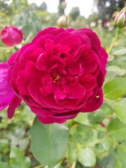 pink rose in garden