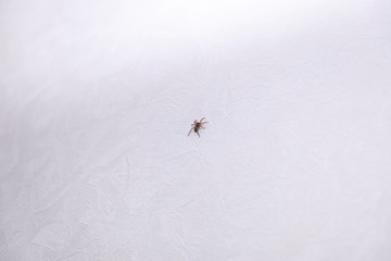 spider on the wall