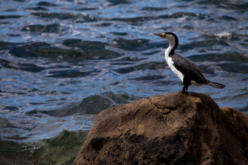 A cormorant looks out on Coromandel Peninsula on the North Island of New Zealand