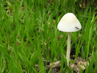 mushroom in the grass