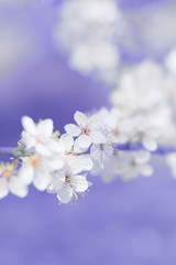 abstract pastel colors spring flowers blossom