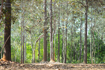 Naklejka premium Photos of tall tree trunks in forests that are abundant in nature.