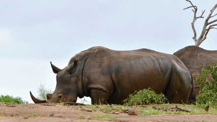 Obraz premium rhinos animals in Hluhluwe Imfolozi game reserve in South Africa