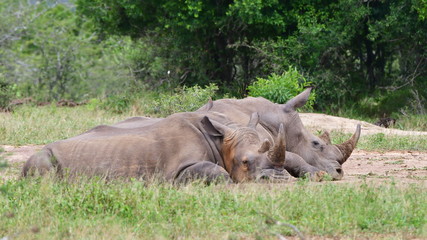 Obraz premium rhinos animals in Hluhluwe Imfolozi game reserve in South Africa
