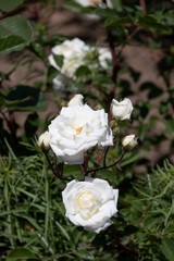 A large snow-white rose on a bush shines on a sunny day