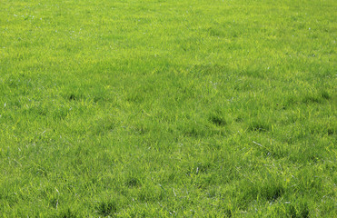 Obraz na płótnie Canvas Old green grass background of poor quality lawn outdoors. Grass field with empty patches, badly maintained grassland structure