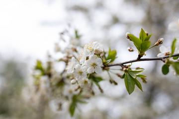 cherry tree blossom