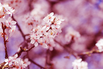 abstract pastel colors spring flowers blossom