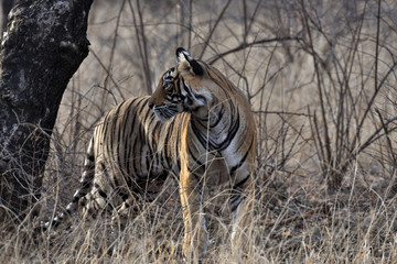 Obraz na płótnie Canvas Bengal tiger in the wild