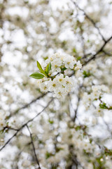 cherry blossom in spring