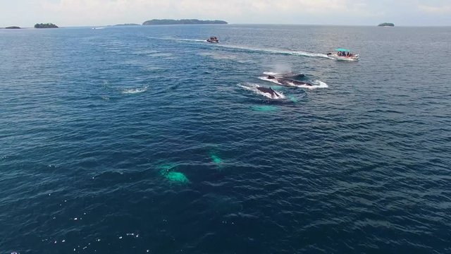 Humpback Whale Watching off Isla Conadora, Las Perlas Panama Aerial View