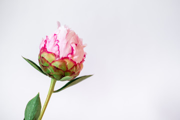 closed peony bud on the white background with copy space on the right