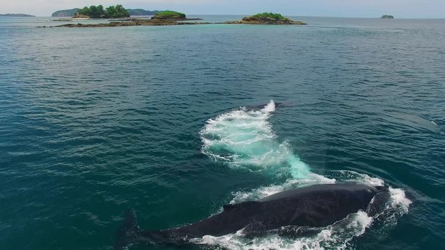 Humpback Whale Watching off Isla Conadora, Las Perlas Panama Aerial View