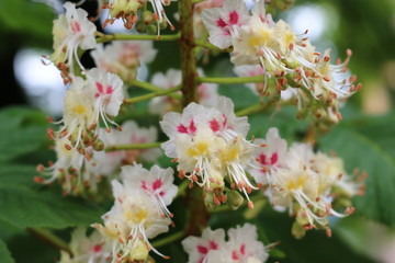 
White candles-flowers decorate chestnut trees in spring