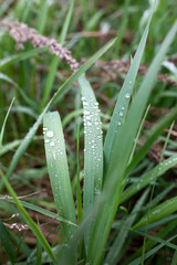 Fototapeta premium grass with dew drops