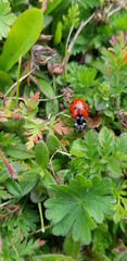 ladybird on a leaf