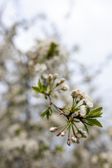 close up of pine needles