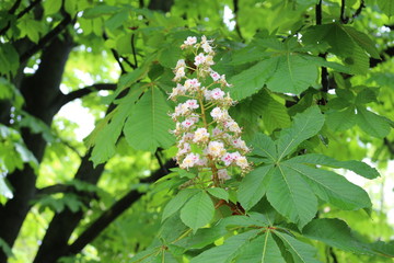 
White candles-flowers decorate chestnut trees in spring