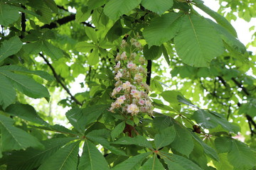 
White candles-flowers decorate chestnut trees in spring
