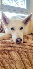 White husky dog ​​with blue eyes