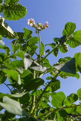 potato plant with flowers on the vegetable bed