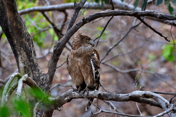 fishing owl on a branch